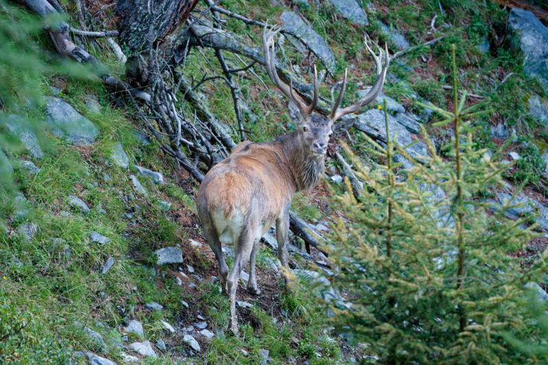 Ein Hirsch am frühen Morgen.
