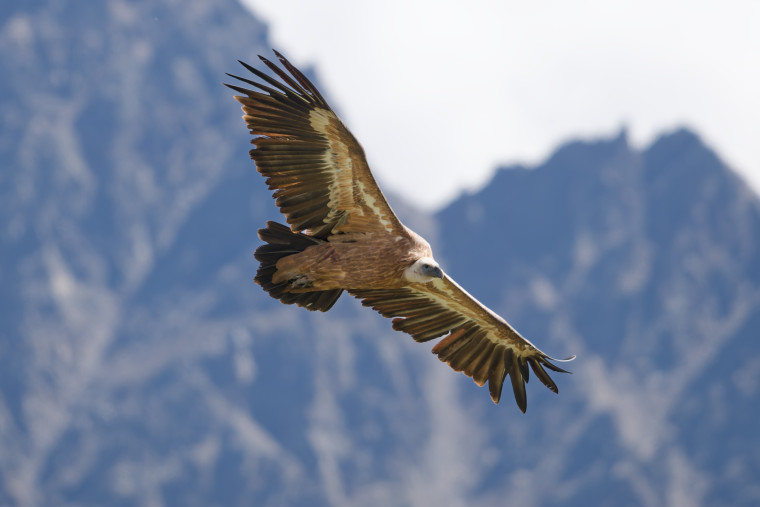 Gänsegeier im Kaunertal.