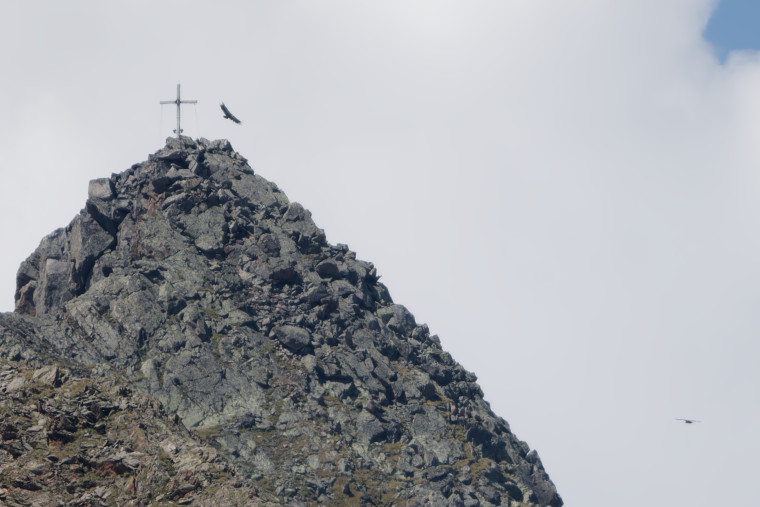 Gänsegeier und Tauferer Spitze vom Atemkopf zwei Wochen davor fotografiert.