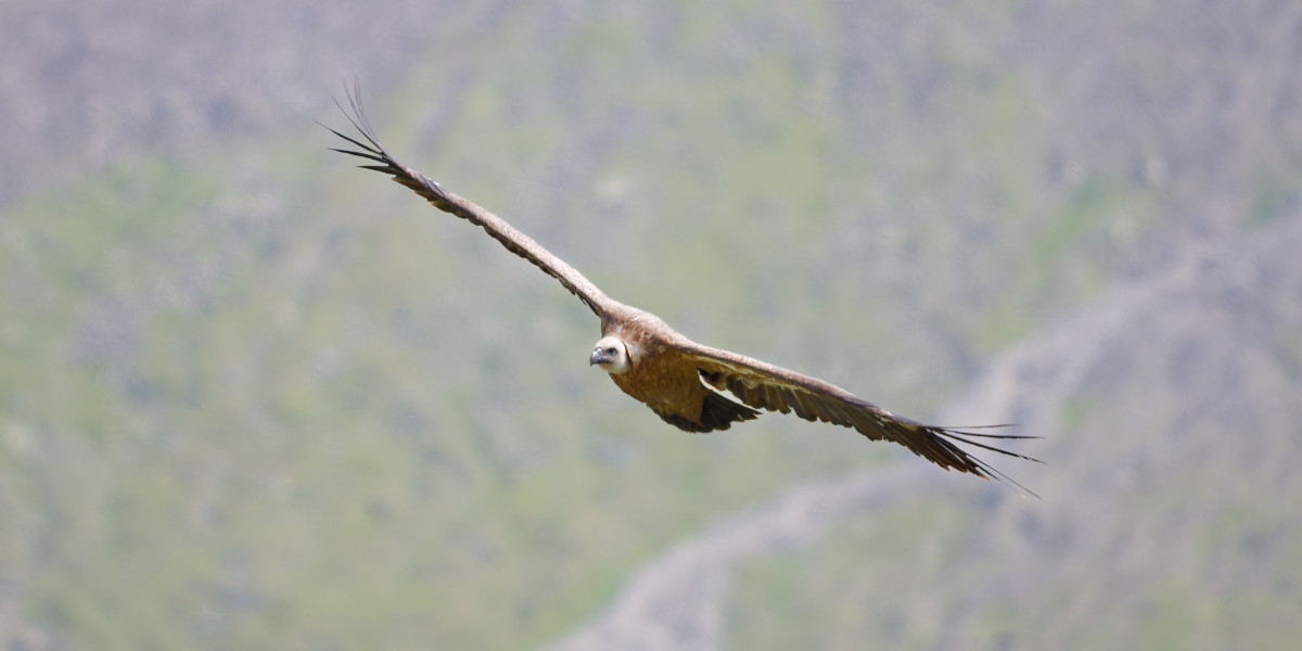 Die Rückkehr der Geier