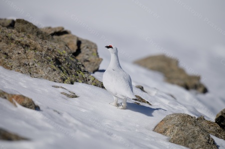 Scheehuhn im Winterkleid