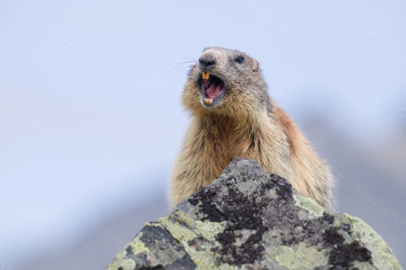 Murmeltier