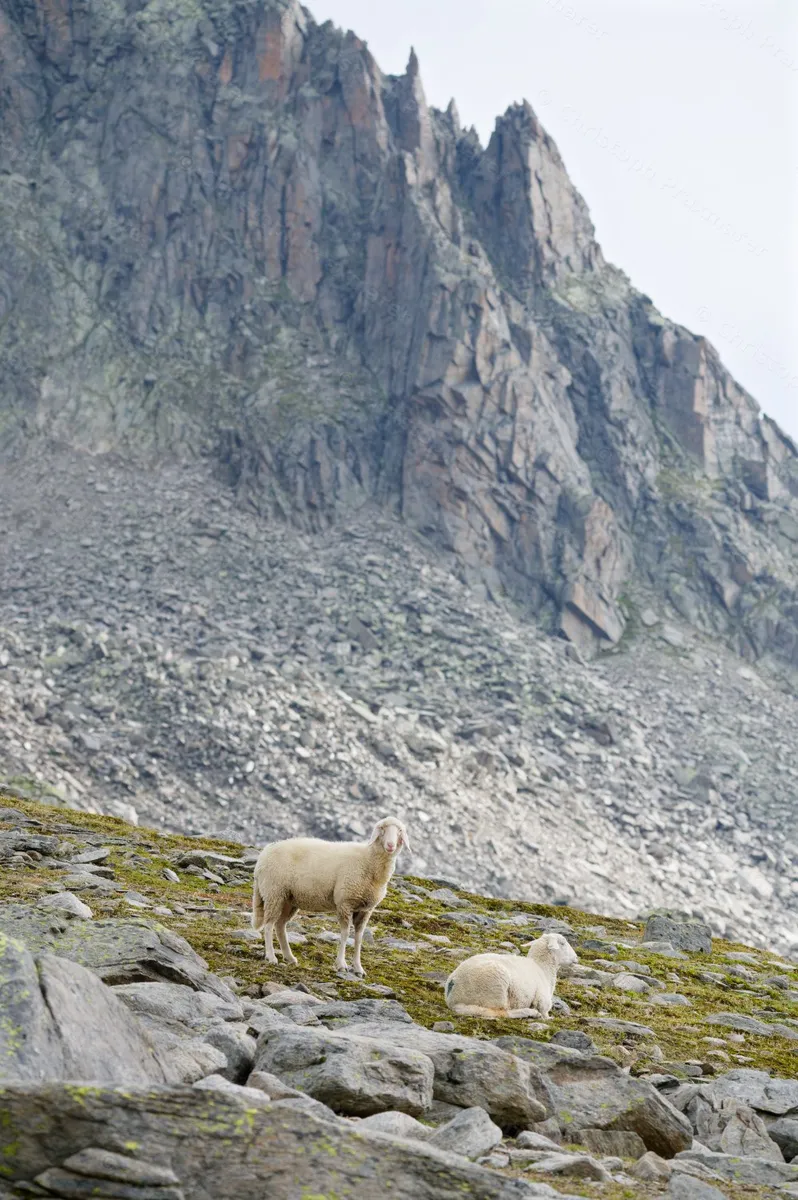 Bergschafe