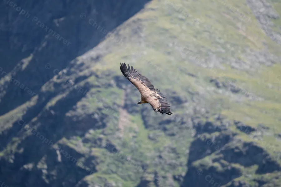 Gänsegeier vor Schattenhang, Kaunertal, 23. August 2026