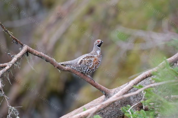 Haselhuhn