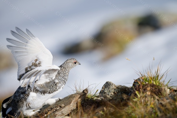Alpenschneehuhn im Herbst