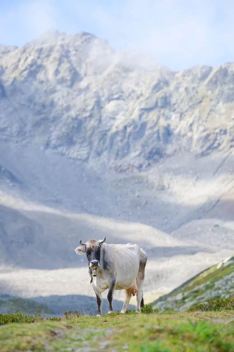 Tiroler Grauvieh, Kaunertal, 29. August 2026