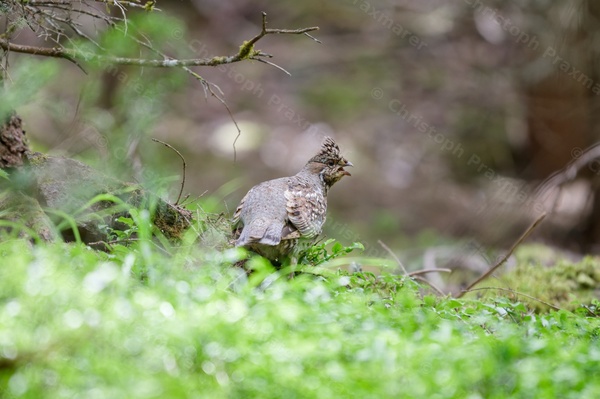 Haselhuhn