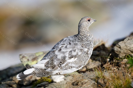 Alpenschneehuhn Herbst