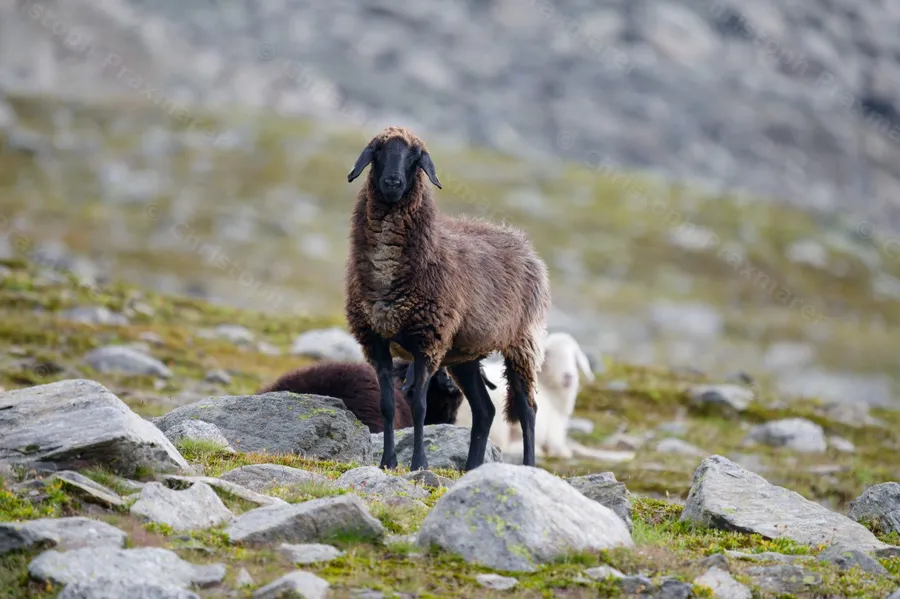 Schwarzes Bergschaf