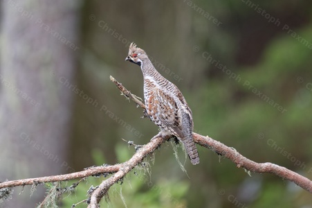 Haselhuhn