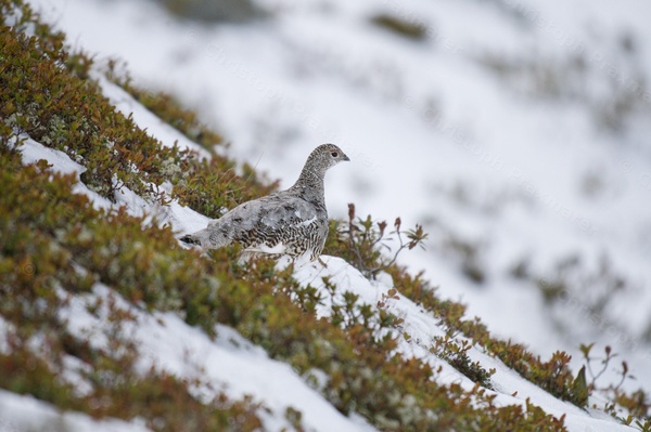 Alpenschneehuhn im Herbst