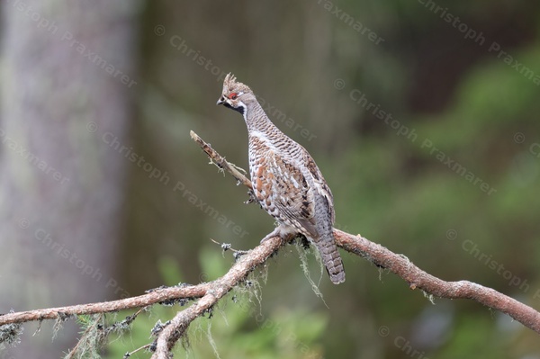 Haselhuhn