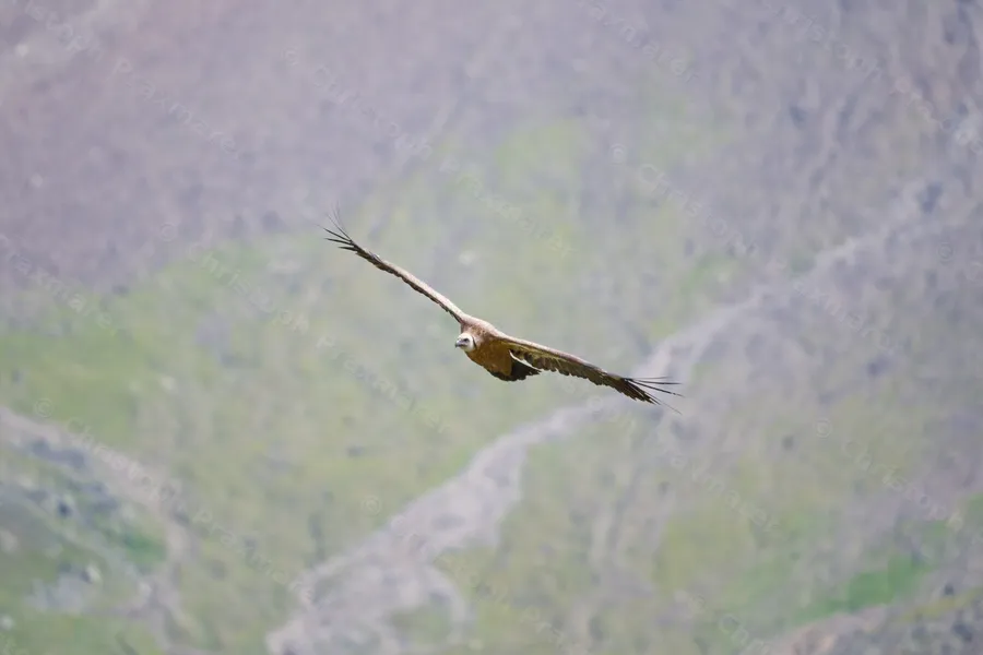 Gänsegeier über Grashang, Kaunertal, 23. August 2026