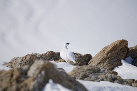 Alpenschneehuhn