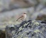 Juveniler Steinschmätzer