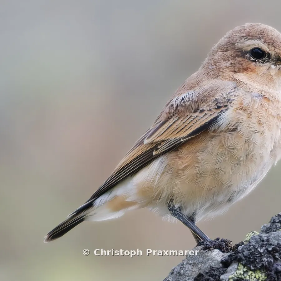 Juveniler Steinschmätzer