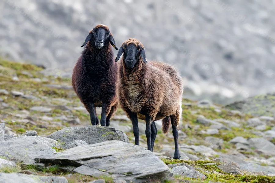 Tiroler Bergschafe