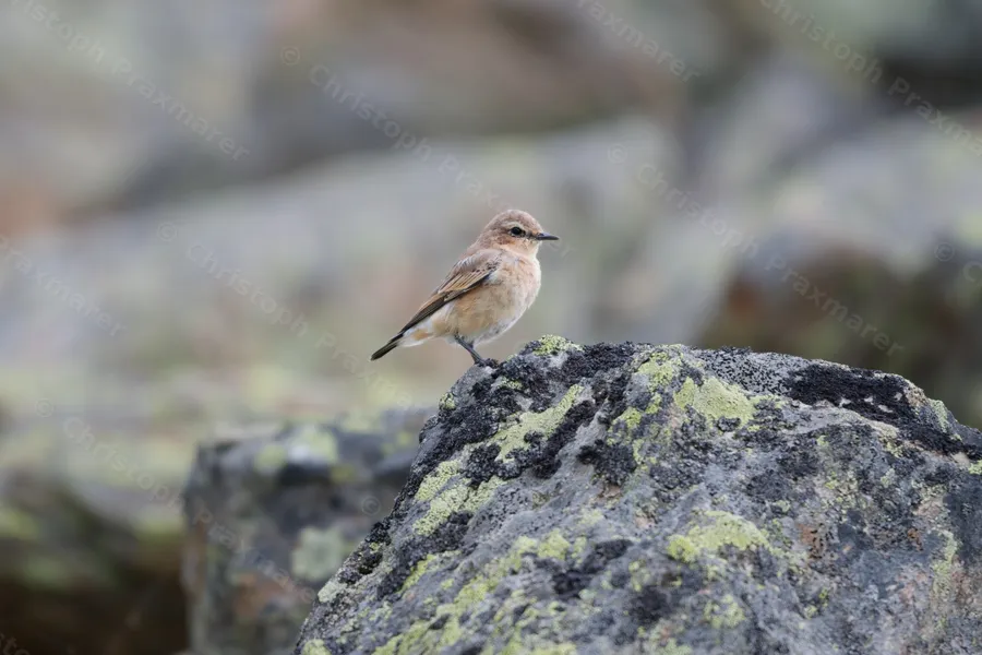 Juveniler Steinschmätzer