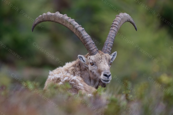 Ruhender Steinbock