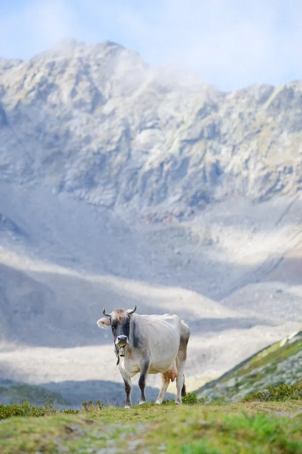 Tiroler Grauvieh, Kaunertal, 29. August 2026