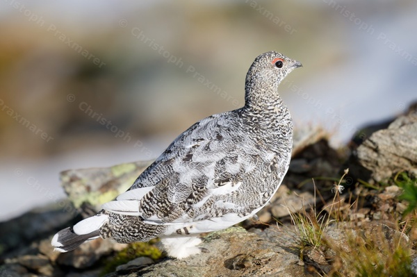 Alpenschneehuhn Herbst