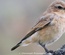 Juveniler Steinschmätzer