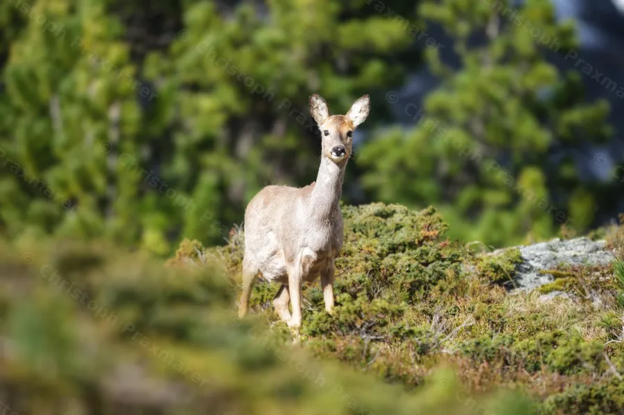 Rehgeiß, Kaunertal, 30. Mai 2025