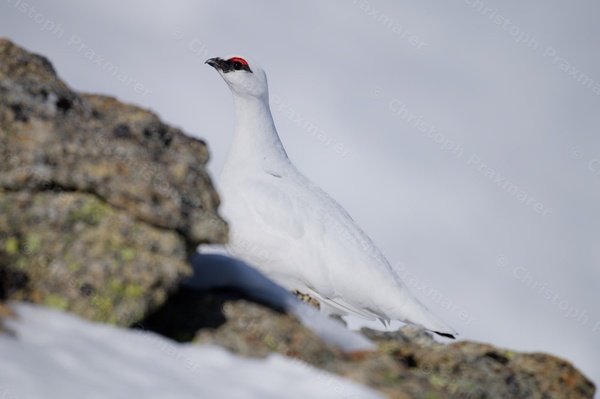 Alpenschneehuhn im Winter