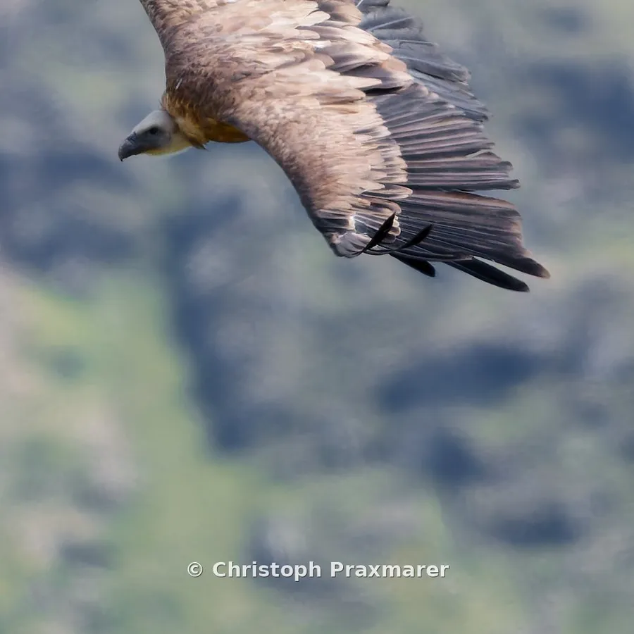 Gänsegeier vor Schattenhang, Kaunertal, 23. August 2026